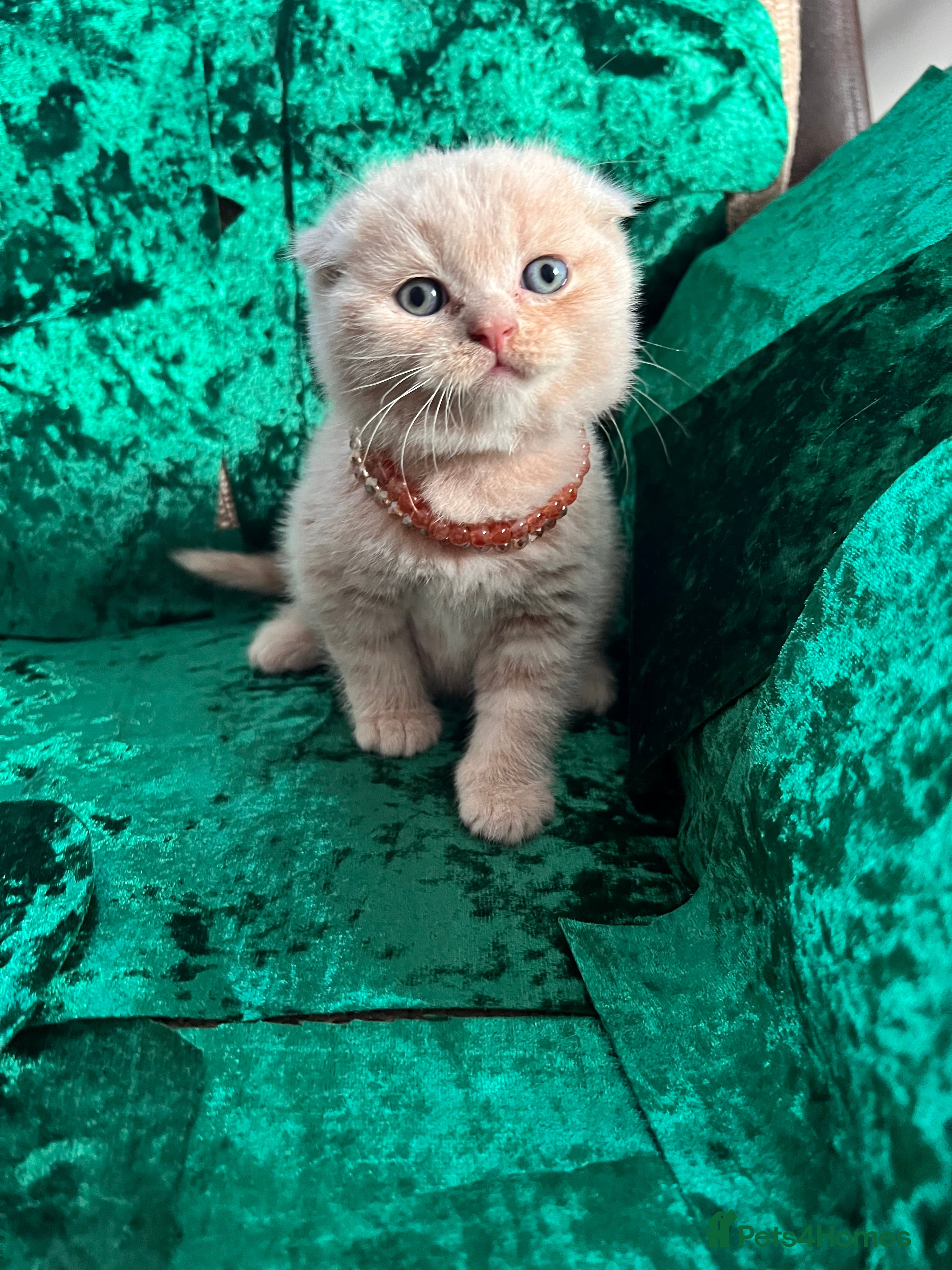 Scottish Fold cats for sale: 😻SCOTTISH FOLD 😻 CREAM & RED COLOUR 😻 - Advert 13