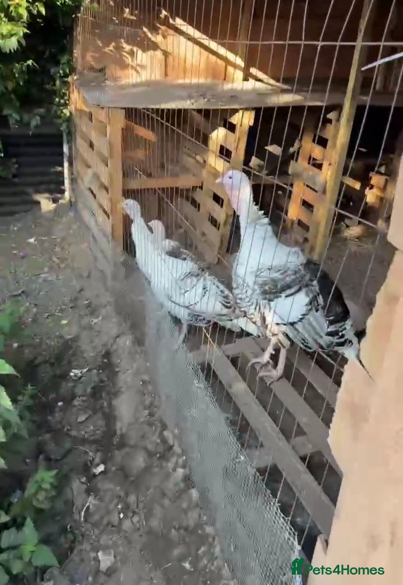 Turkeys poultry One turkey male with two female  - Advert 1