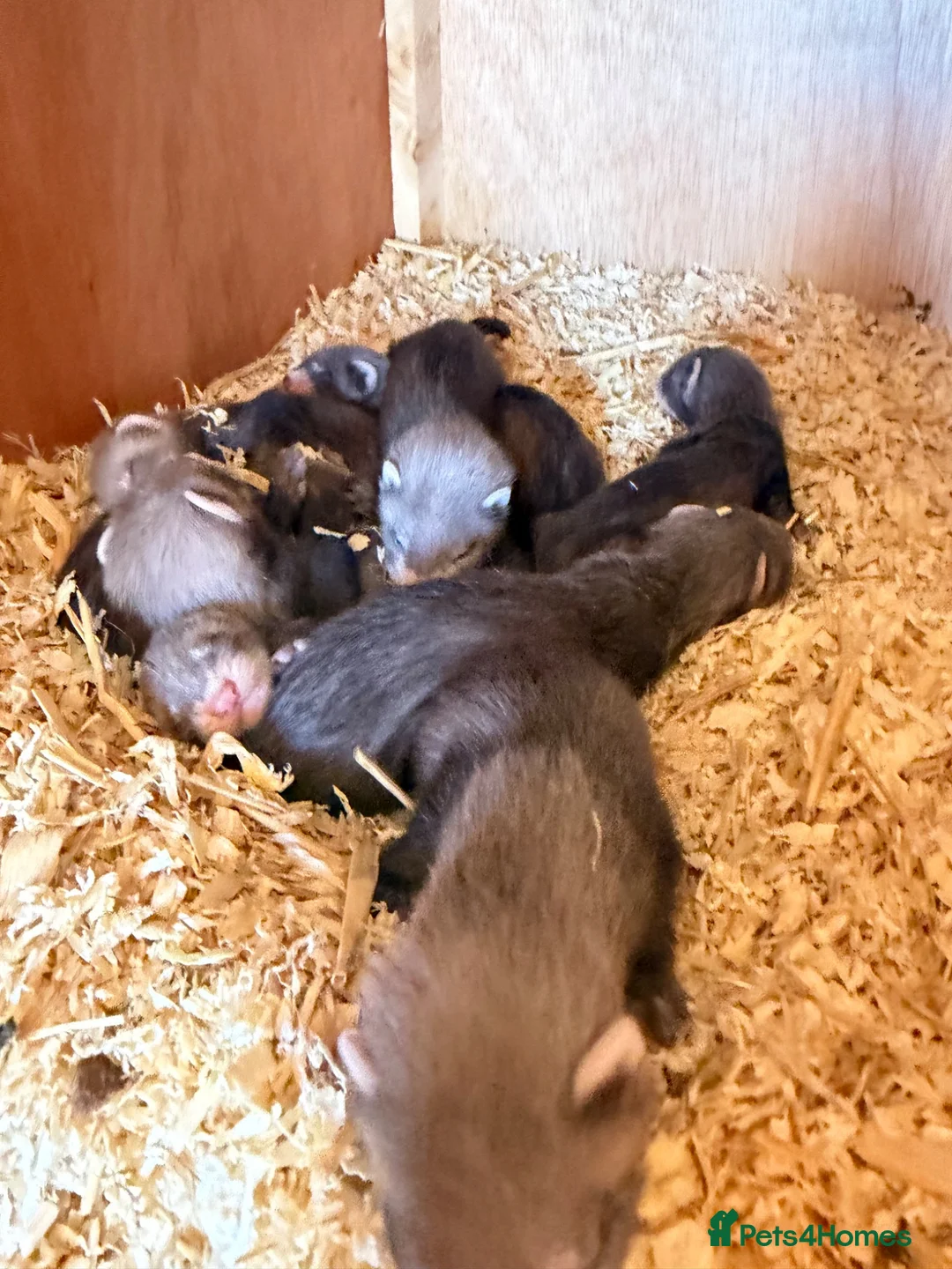 Ferret rodents for sale: Polecat cross  in Brecon - Advert 2