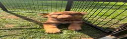 German Shepherd dogs for sale: CHOCOLATE AND TAN LONG COATED GERMAN SHEPARDS  - Advert 5
