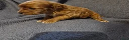 Cavapoo dogs for sale: Cavapoo puppies  - Advert 1
