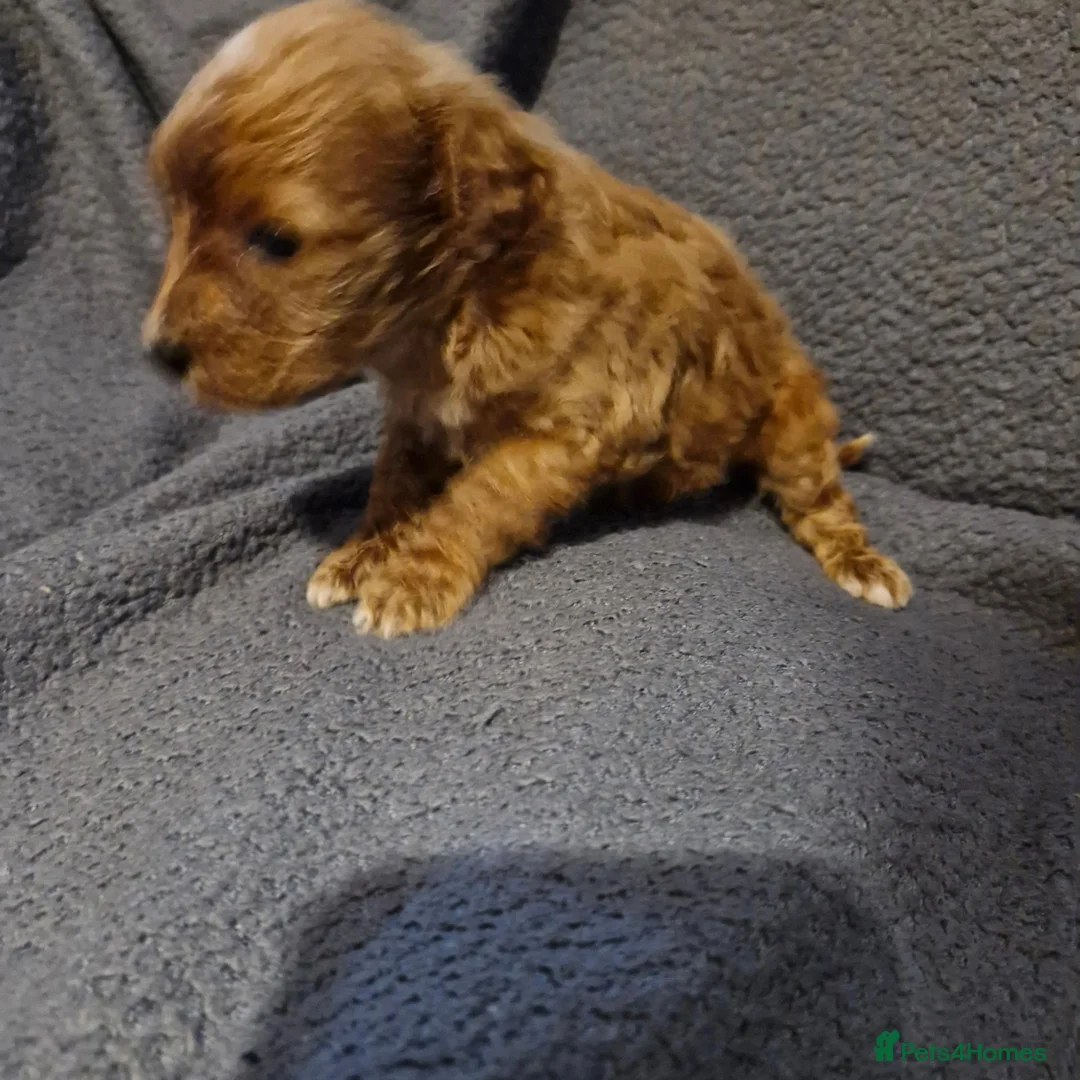 Cavapoo dogs for sale: Cavapoo puppies  - Advert 1