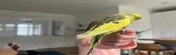 Budgerigars birds for sale: Friendly boy pair budgies with full setup! - Advert 4