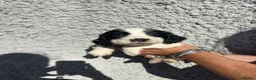 Cocker Spaniel dogs for sale: Cocker spaniel puppys - Advert 22