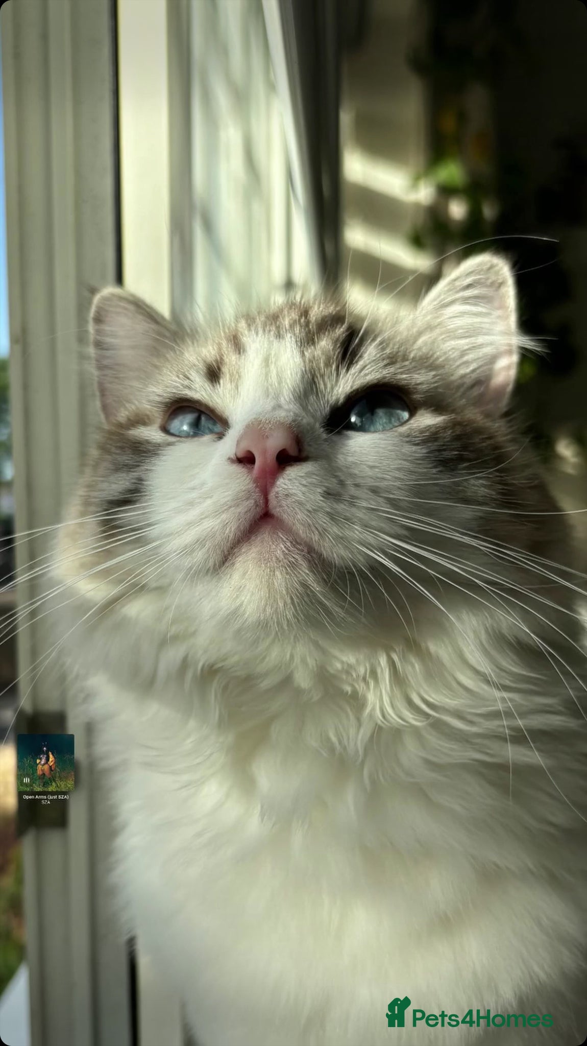 Ragdoll cats for sale: Ragdoll kittens in Menai Bridge - Advert 4