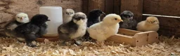 Chickens poultry for sale:  silkie chick's, polish chick's Available  - Advert 5