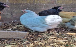 Chickens poultry for sale: Pekin Bantam pullets POL - Image 3