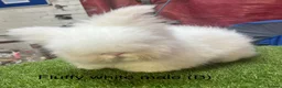 Angora rabbits for sale: Teddy Widder / Dwerg Rabbits For Sale - Advert 5