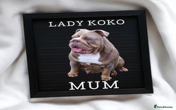 English Bulldog dogs for sale: KC Quality English Bulldogs  - Image 4