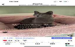 Russian Blue cats for sale: TICA pedigree Russian blue kittens 🐱  - Image 25