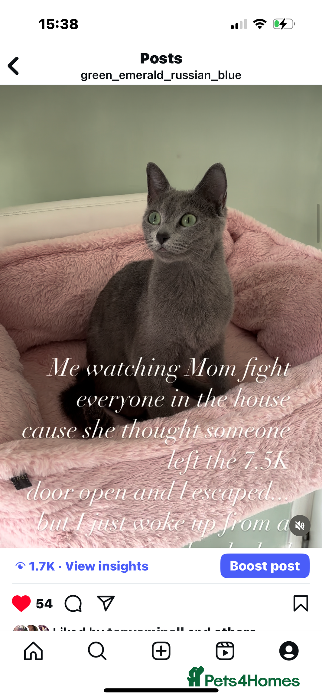Russian Blue cats for sale: TICA pedigree Russian blue kittens 🐱  - Image 25