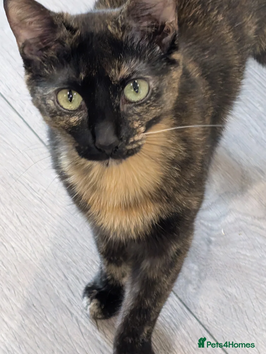 British Shorthair cats for sale: FREE URGENT REHOME Tortoise Shell 1.5yrs old Cat - Advert 4