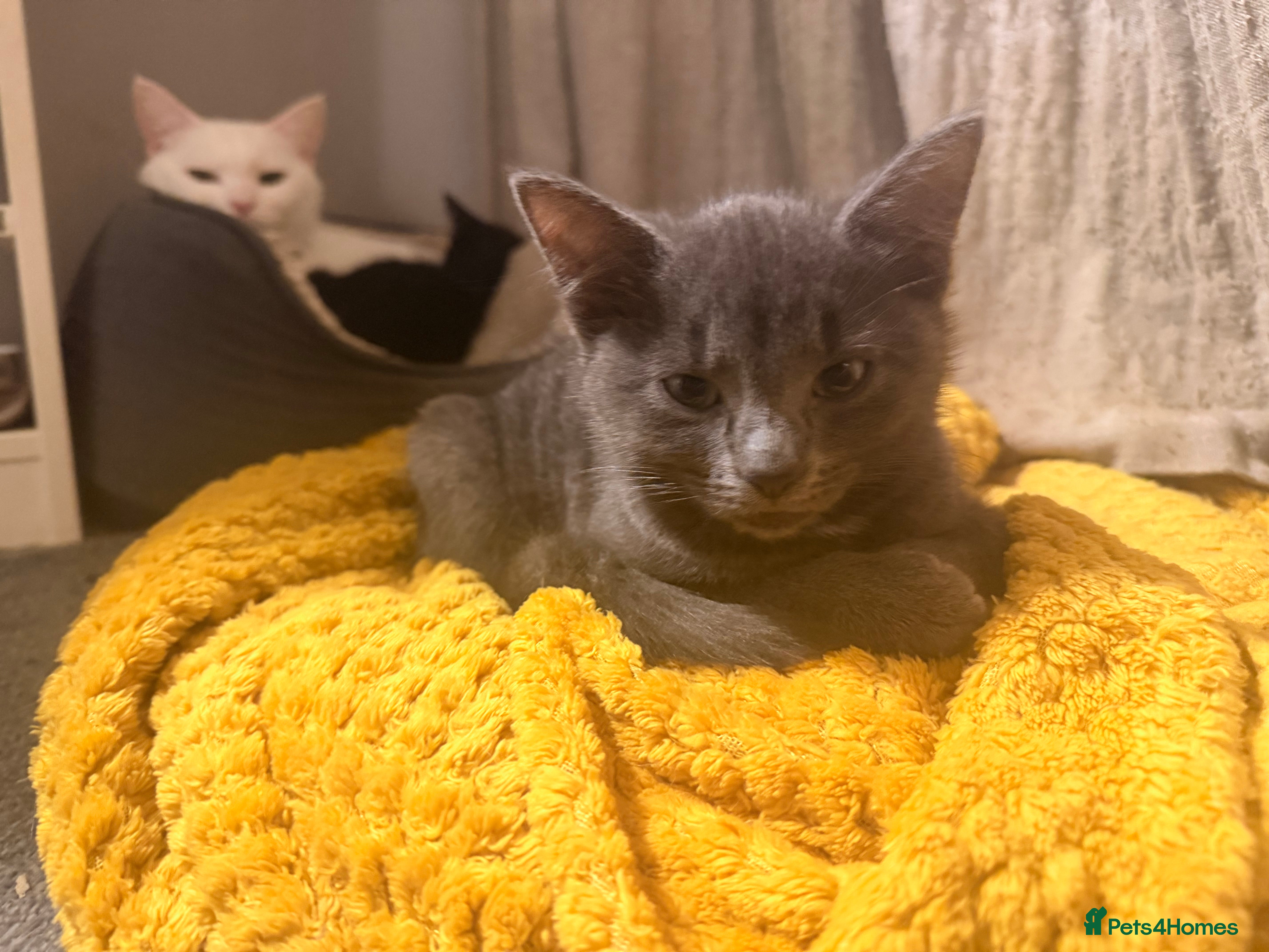 Mixed Breed cats Kittens - Advert 1