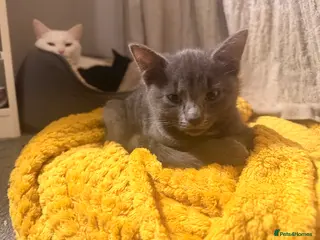 Mixed Breed cats Kittens - Advert 1