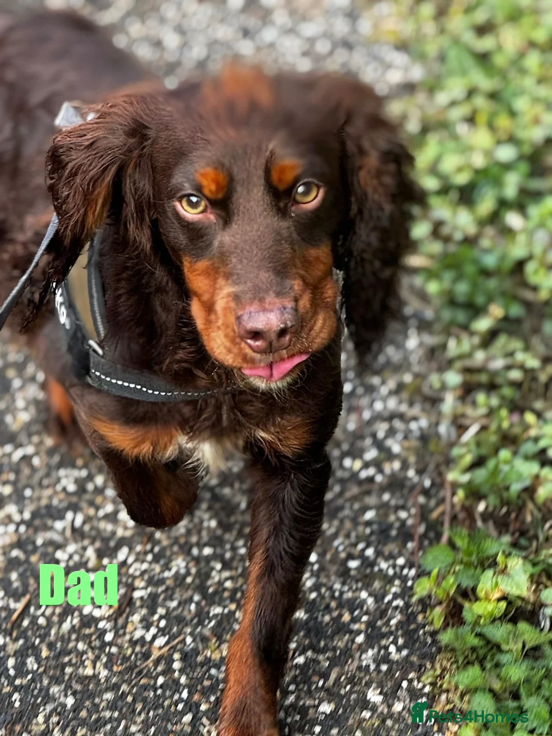 Cocker Spaniel dogs for sale: Chocolate & tan cocker spaniel puppies for sale  - Advert 2
