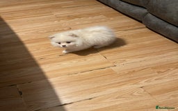 Pomeranian dogs for sale: Beautiful Pomerian Boy  - Image 25