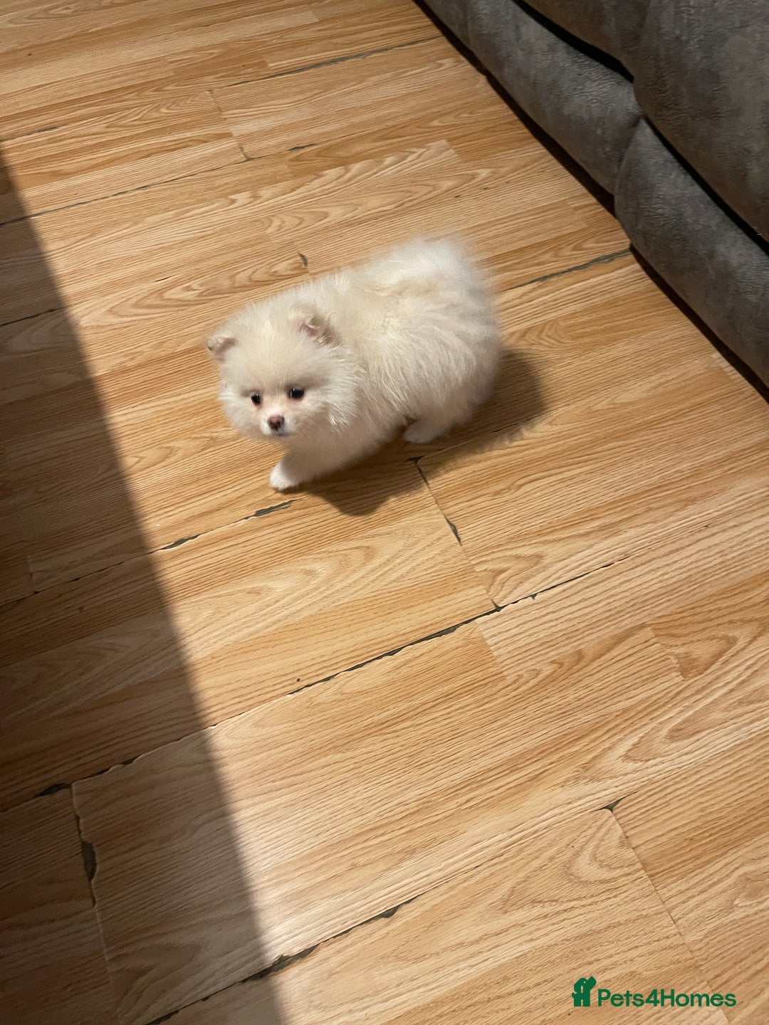 Pomeranian dogs for sale: Beautiful Pomerian Boy  - Image 25