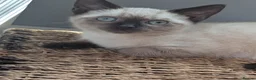 Siamese cats for sale: Seal point Siamese - Advert 3