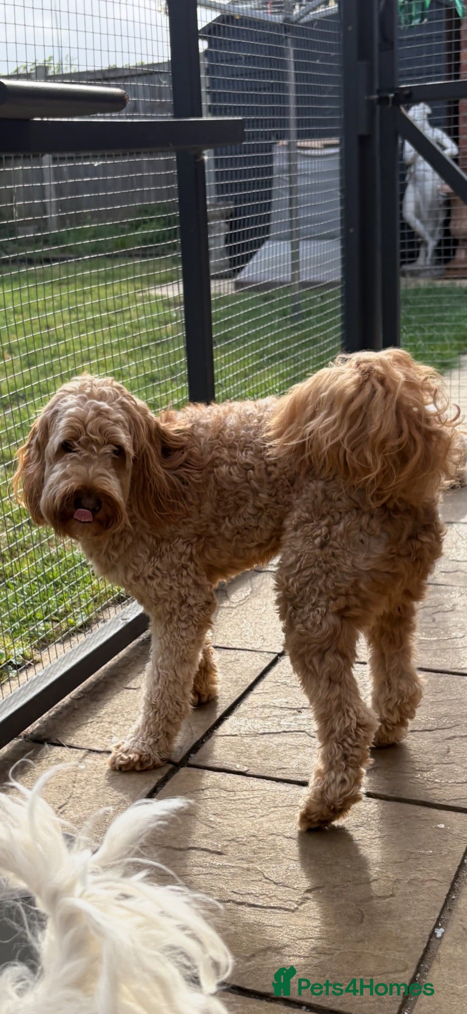 Australian Labradoodle dogs ARLO-Proven Australian labradoodle Stud Available - Advert 2