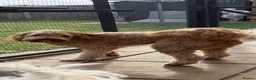 Australian Labradoodle dogs for stud: ARLO-Proven Australian labradoodle Stud Available - Advert 2