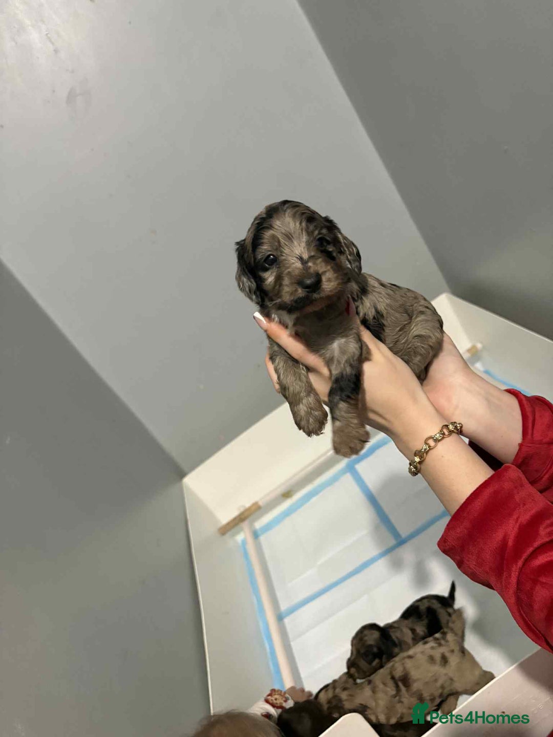 Cockapoo dogs for sale: 4 boy cockapoo puppies  - Advert 7