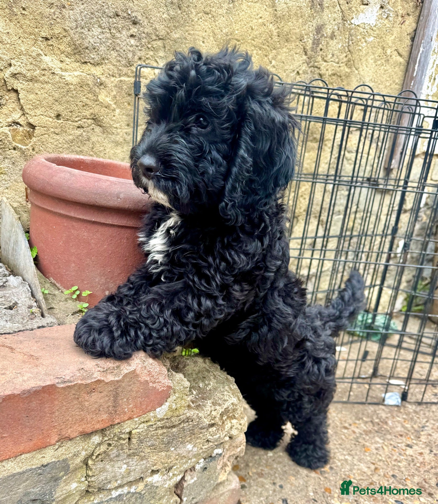 Cockapoo dogs BEAUTIFUL F1 COCKAPOO - READY NOW - Advert 1