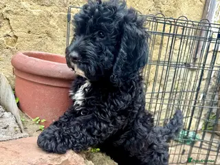 Cockapoo dogs BEAUTIFUL F1 COCKAPOO - READY NOW - Advert 1