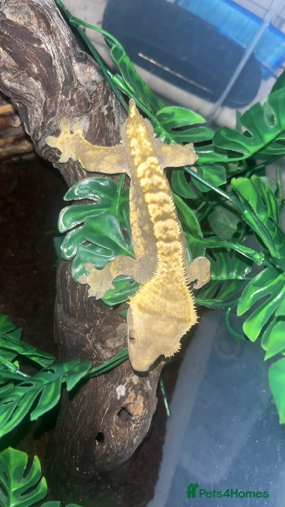 Gecko reptiles for sale: Crested gecko - Advert 10