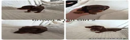 Miniature Dachshund dogs for sale: Miniature Dachshund - Advert 3
