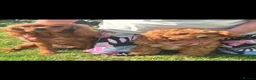 Cavapoo dogs for sale: 8 stunning Cavapoo 🐕‍🦺 puppies 🐕‍🦺 - Advert 11