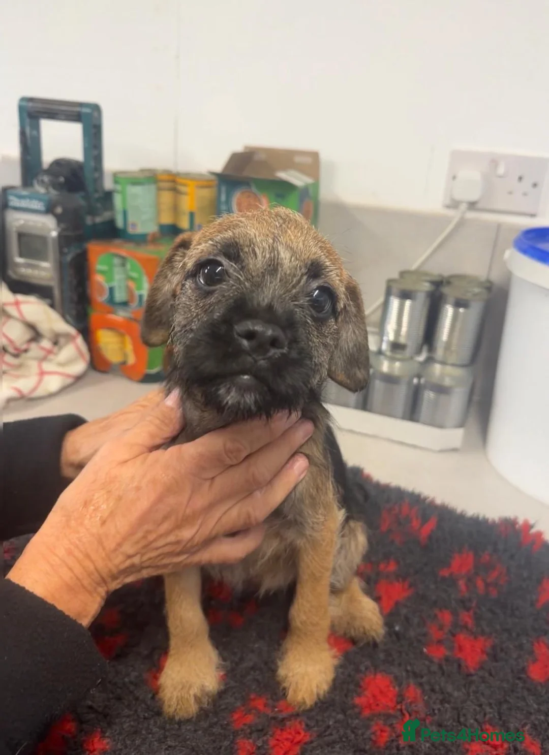 Border Terrier dogs for sale: K.C. Registered border terrier - Advert 4