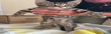 Mixed Breed Kitten 1