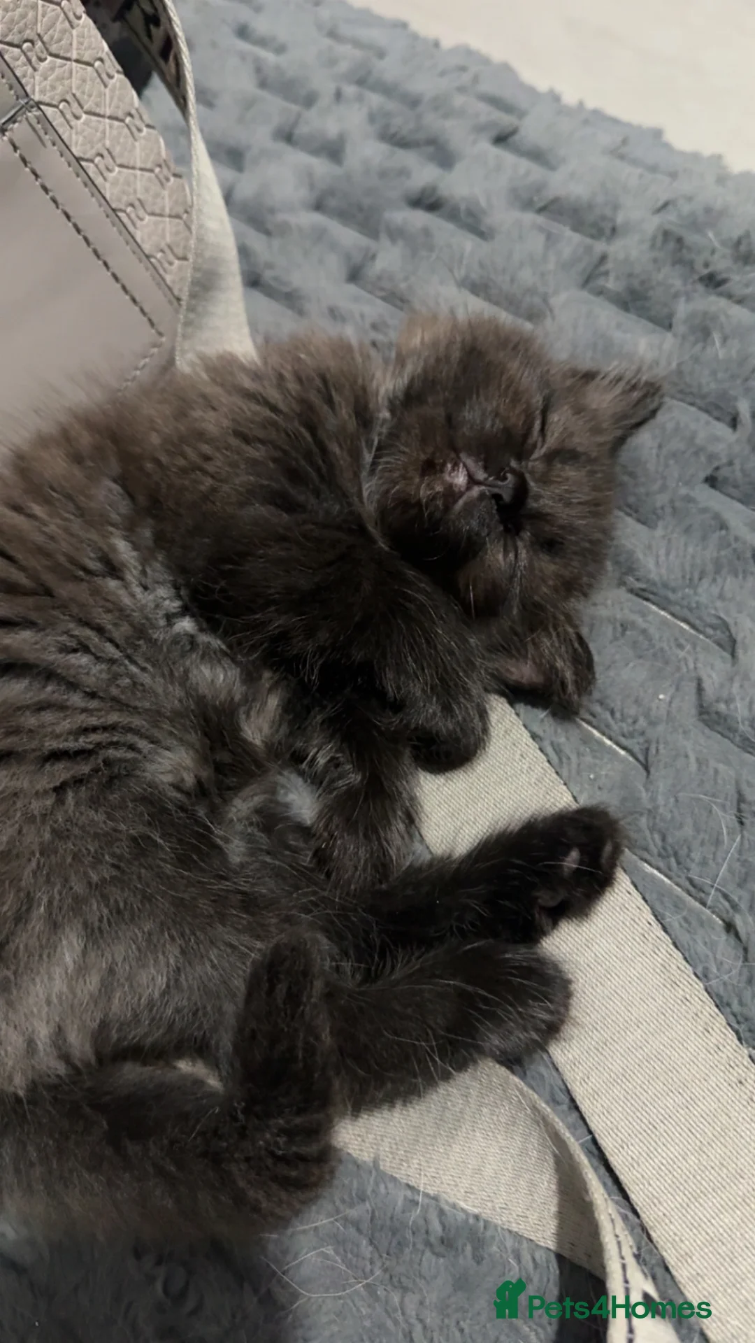 British Shorthair cats for sale: Gorgeous British Shorthair Cross Kittens - Advert 2