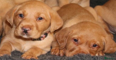 Labrador Retriever dogs - Advert 9