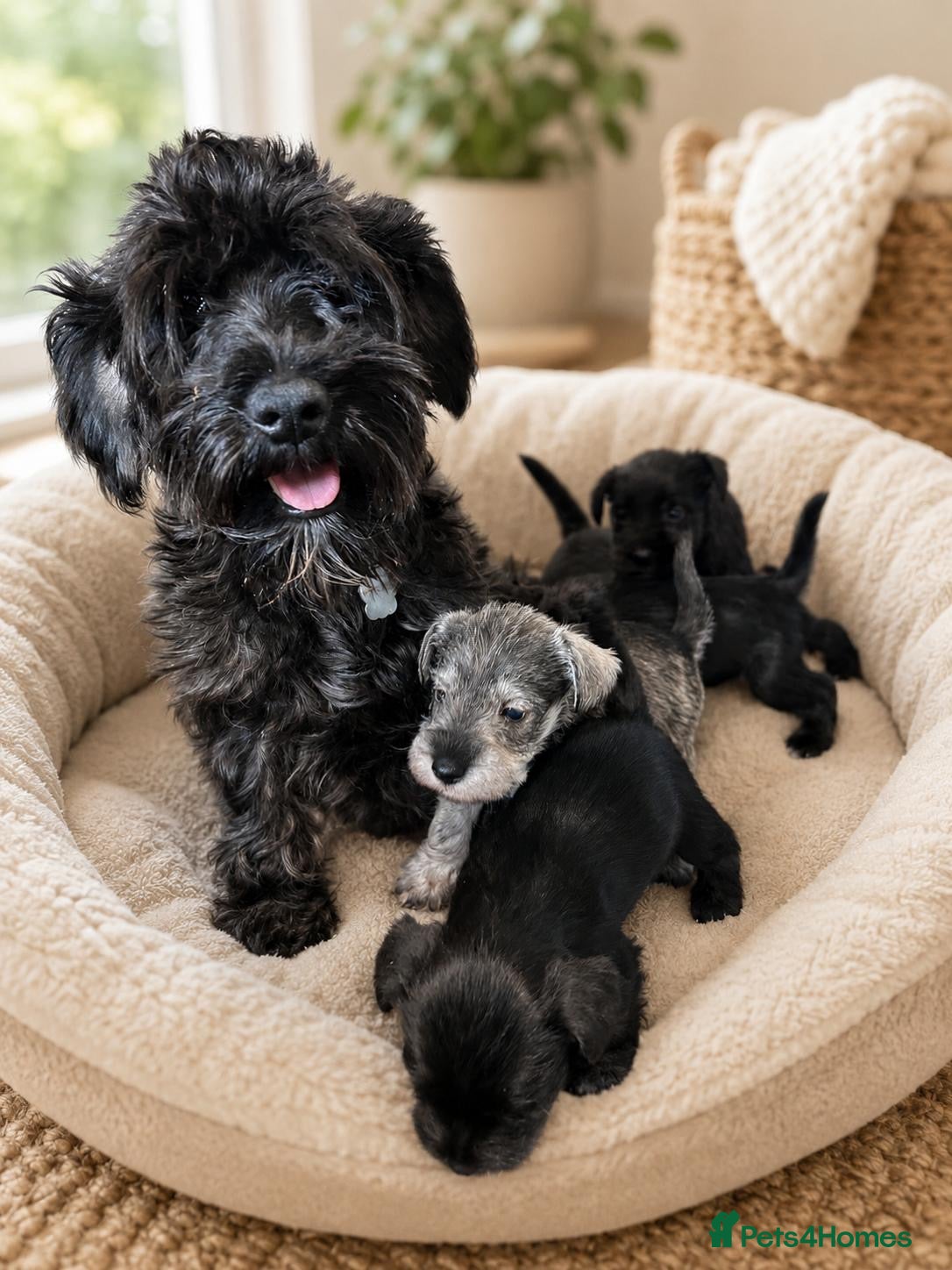 Miniature Schnauzer dogs for sale: Miniature schnauzer  - Advert 2