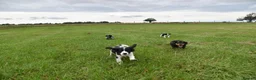Cocker Spaniel dogs for sale: Mixed colour litter of working cockers  - Advert 21