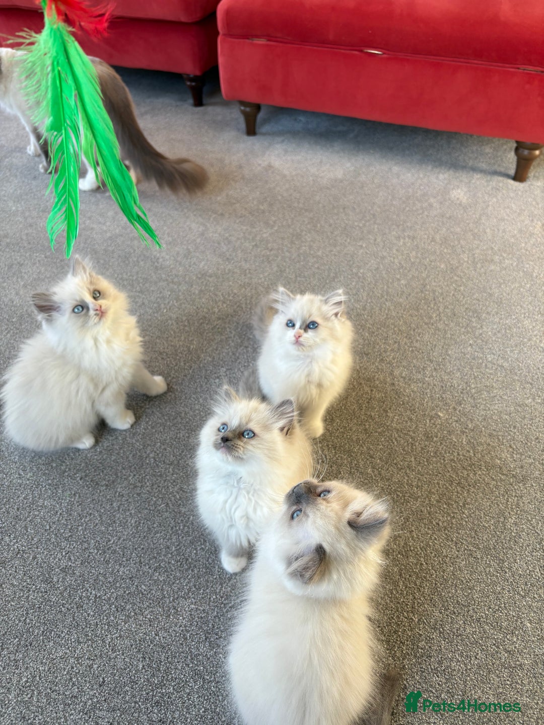 Ragdoll cats for sale: Blue GCCF pedigree Ragdoll kittens - Advert 18