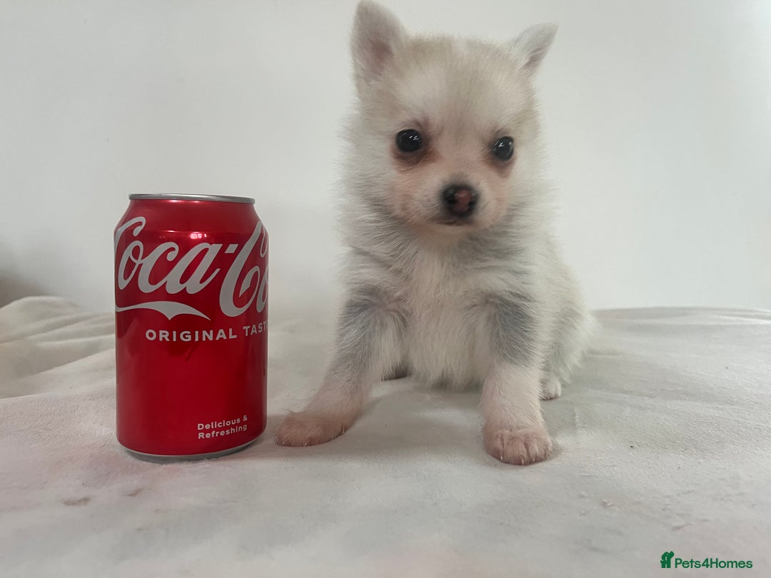 Pomsky dogs for sale: Honey I shrunk the Husky 😂 Genuine Toy size pomsk - Image 29