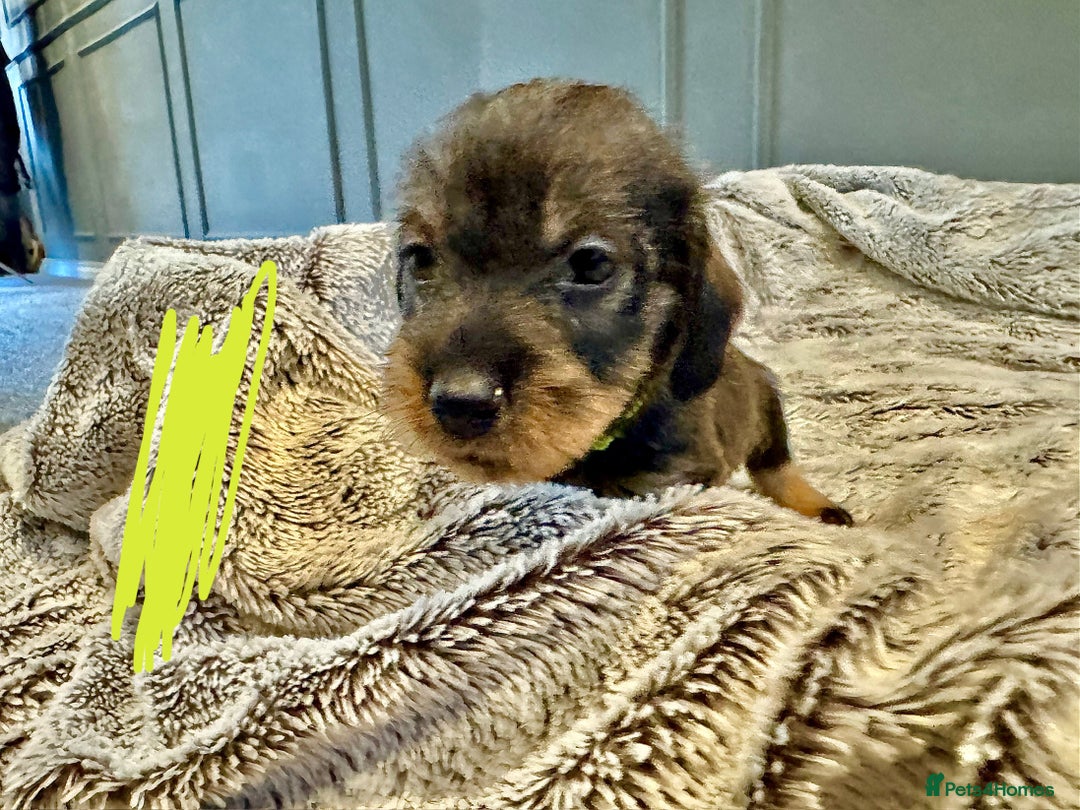 Dachshund dogs for sale: wirehaired dachshunds (teckels) - Image 8