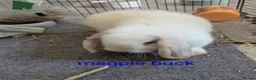 Mini Lop rabbits for sale: Pure bred minilops - Advert 14