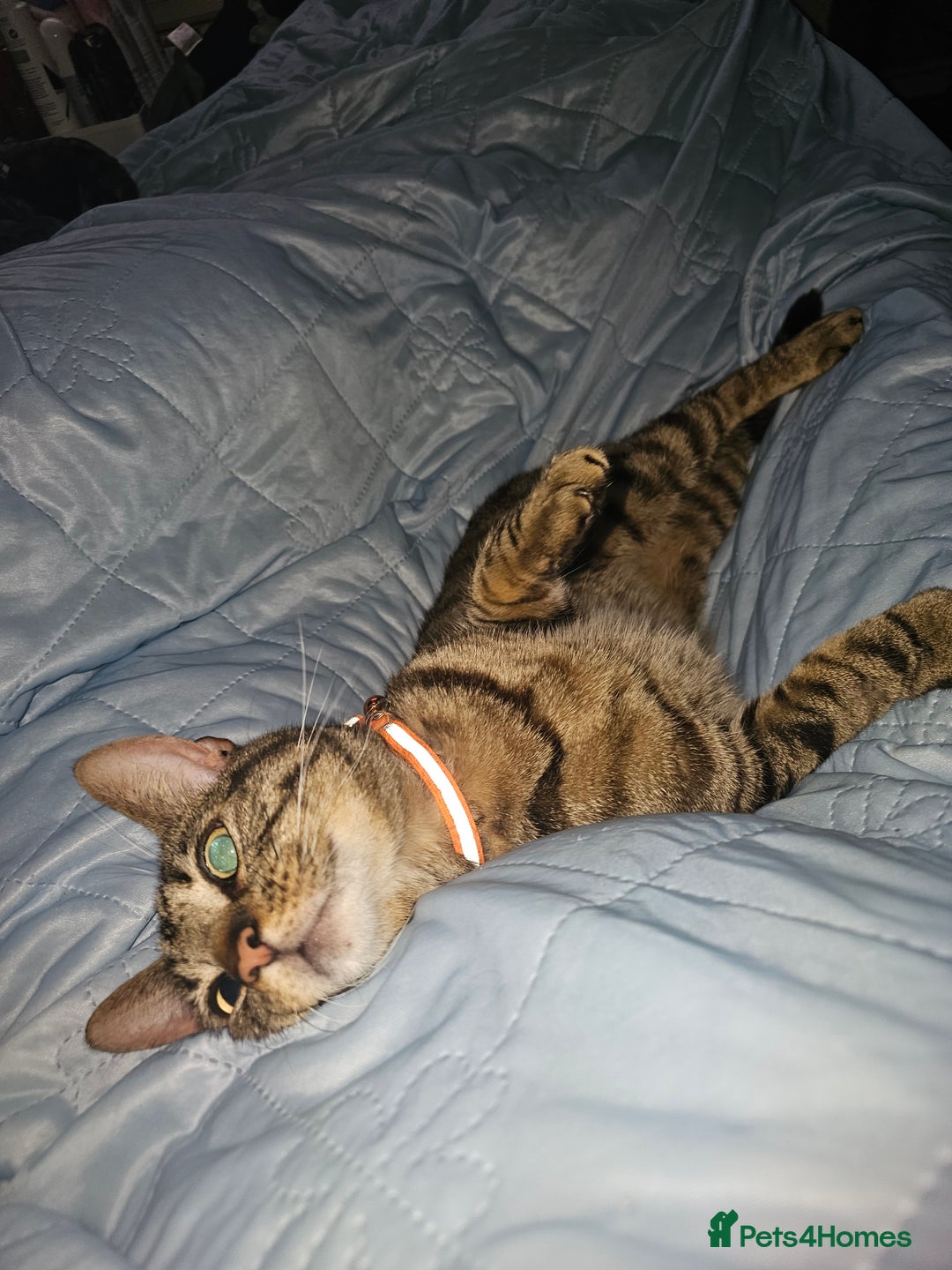 Domestic Shorthair cats for sale: 3 cats 1 female 2 males - Image 6