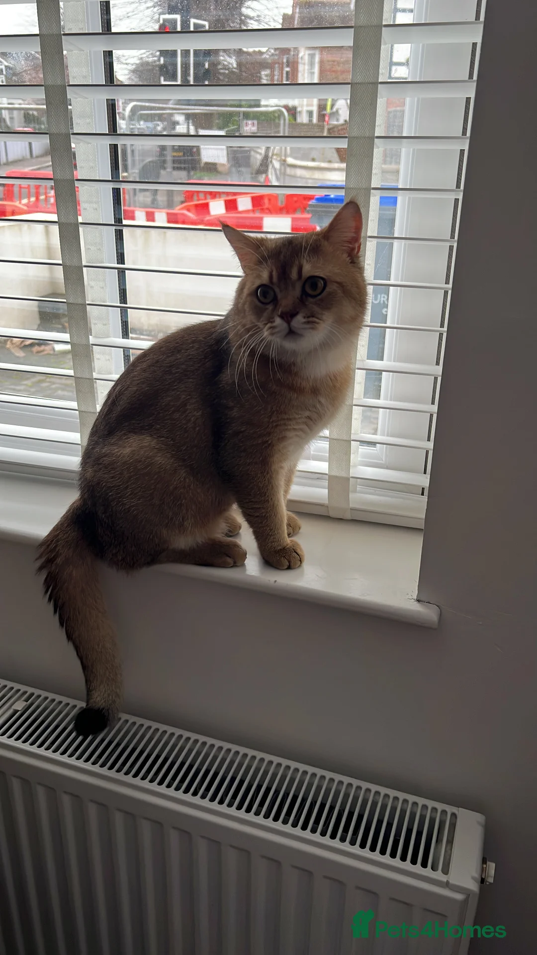 British Shorthair cats for sale: Energetic friendly kitty - Advert 5