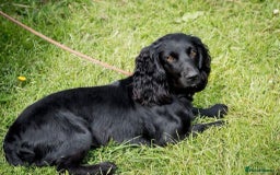 Cocker Spaniel dogs for sale: The most beautiful Working Cocker Puppies - Image 5