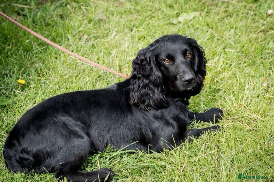 Cocker Spaniel dogs for sale: The most beautiful Working Cocker Puppies - Image 5