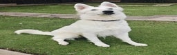 White Swiss Shepherd dogs for sale: Stunning female - Advert 2