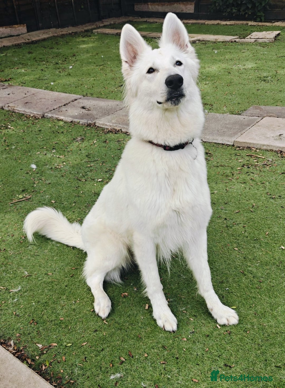 White Swiss Shepherd dogs for sale: Stunning female - Advert 2