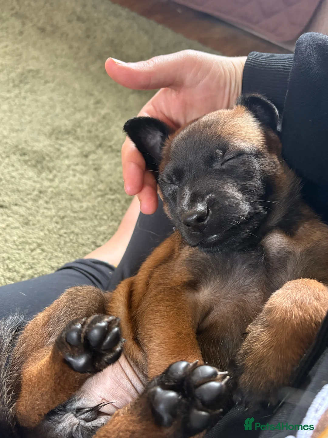 Belgian Shepherd Dog dogs for sale: Belgian Malinois Puppies - Advert 15