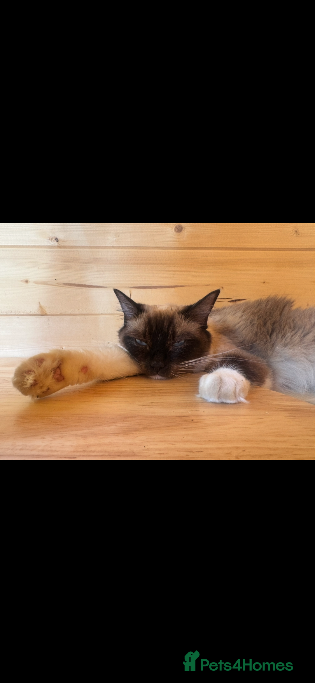 Ragdoll cats for sale: Two beautiful Ragdoll girls available  - Image 13