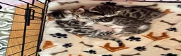Bengal cats for sale: Bengal cross - Advert 5