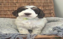 Cockapoo dogs for sale: Amazing fully health tested cockapoos - Image 7